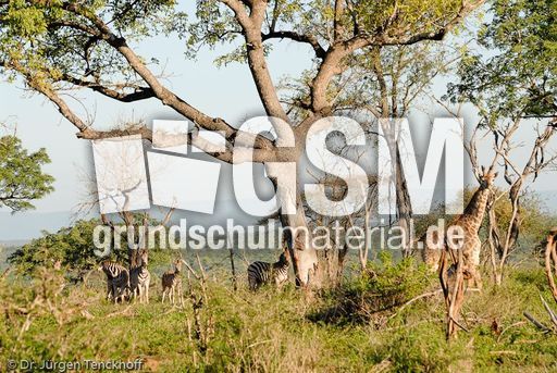 Giraffe (62 von 94).jpg